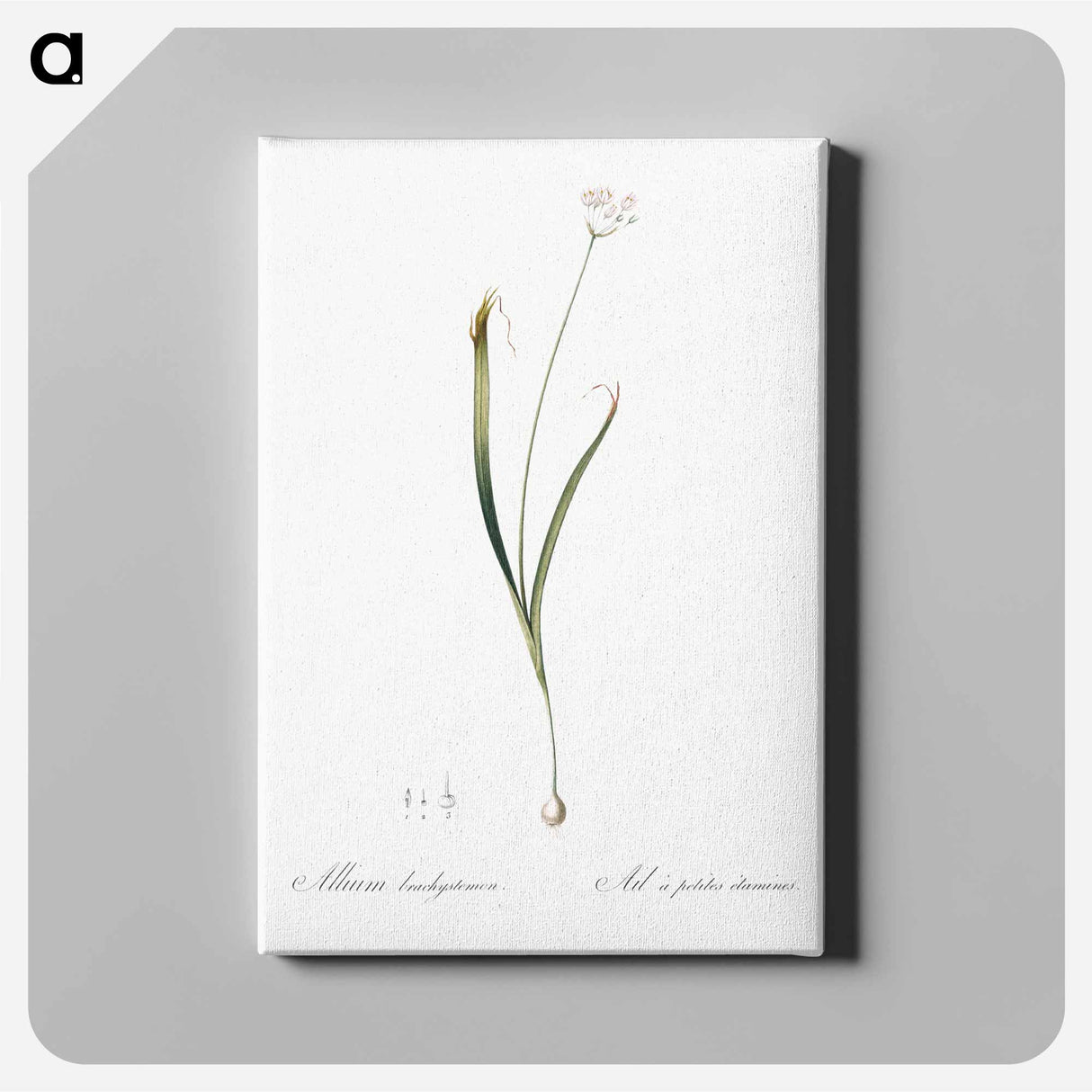 アートパネル-Hairy garlic illustration - ピエール ジョゼフ ルドゥーテ Canvas.