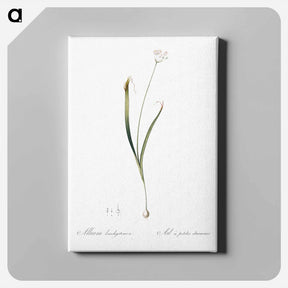 アートパネル-Hairy garlic illustration - ピエール ジョゼフ ルドゥーテ Canvas.