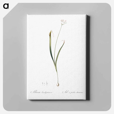 アートパネル-Hairy garlic illustration - ピエール ジョゼフ ルドゥーテ Canvas.