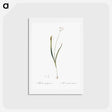 アートポストカード-Hairy garlic illustration - ピエール ジョゼフ ルドゥーテ Postcard.