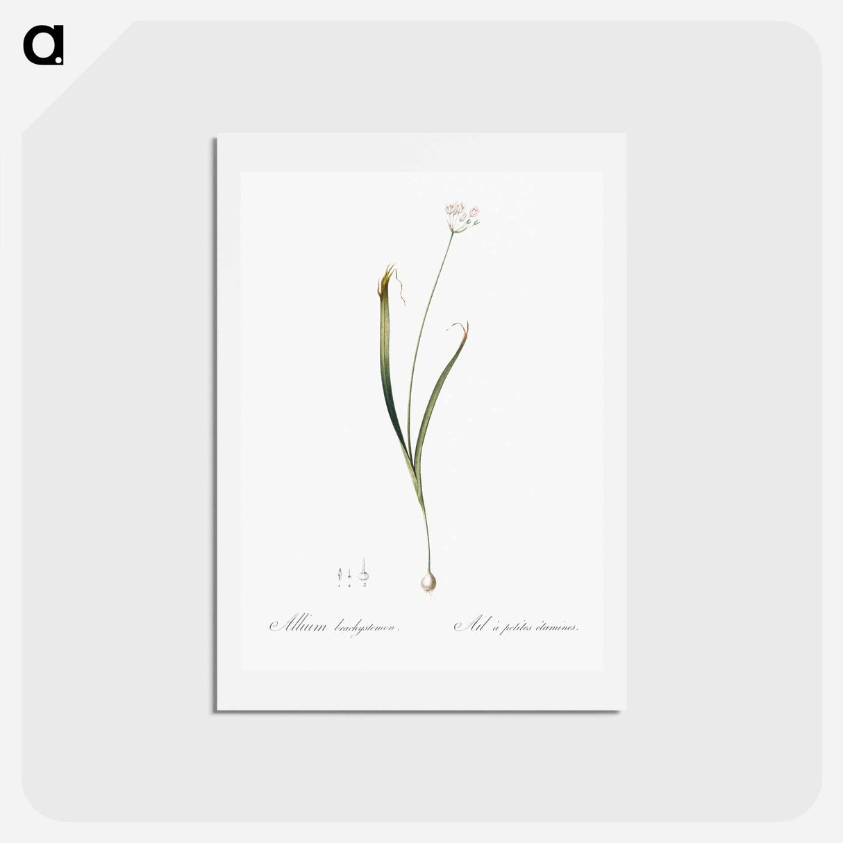 アートポストカード-Hairy garlic illustration - ピエール ジョゼフ ルドゥーテ Postcard.