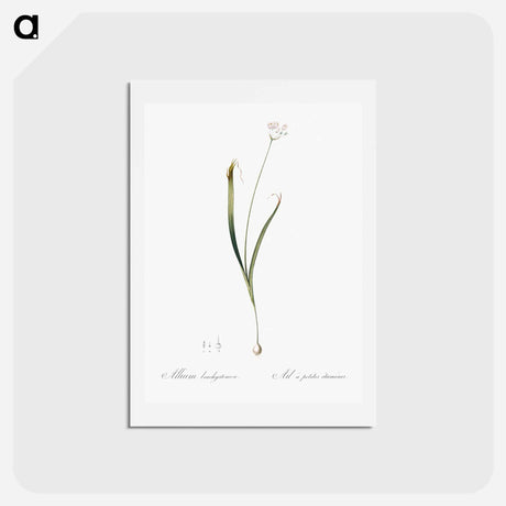 アートポストカード-Hairy garlic illustration - ピエール ジョゼフ ルドゥーテ Postcard.