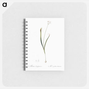アートメモ帳-Hairy garlic illustration - ピエール ジョゼフ ルドゥーテ Memo.