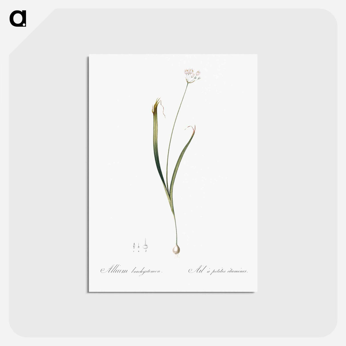アートポストカード-Hairy garlic illustration - ピエール ジョゼフ ルドゥーテ Postcard.