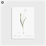 アートポストカード-Hairy garlic illustration - ピエール ジョゼフ ルドゥーテ Postcard.
