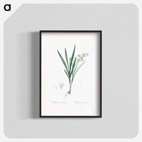 アートポスター-Gladiolus Xanthospilus - ピエール ジョゼフ ルドゥーテ Poster.