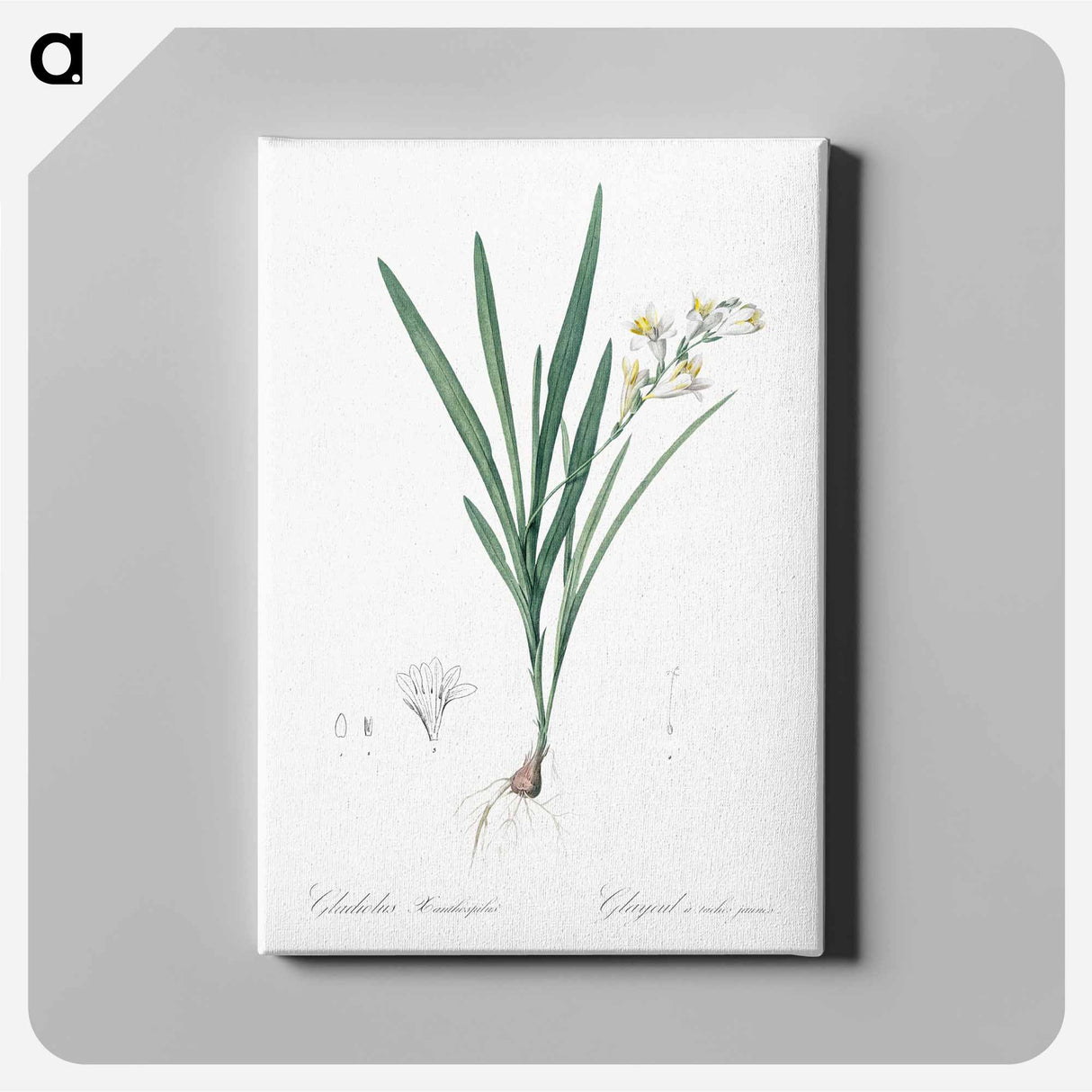 アートパネル-Gladiolus Xanthospilus - ピエール ジョゼフ ルドゥーテ Canvas.