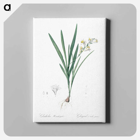 アートパネル-Gladiolus Xanthospilus - ピエール ジョゼフ ルドゥーテ Canvas.