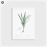 アートポストカード-Gladiolus Xanthospilus - ピエール ジョゼフ ルドゥーテ Postcard.
