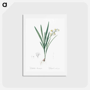 アートポストカード-Gladiolus Xanthospilus - ピエール ジョゼフ ルドゥーテ Postcard.