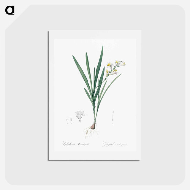 アートポストカード-Gladiolus Xanthospilus - ピエール ジョゼフ ルドゥーテ Postcard.