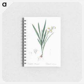 アートメモ帳-Gladiolus Xanthospilus - ピエール ジョゼフ ルドゥーテ Memo.