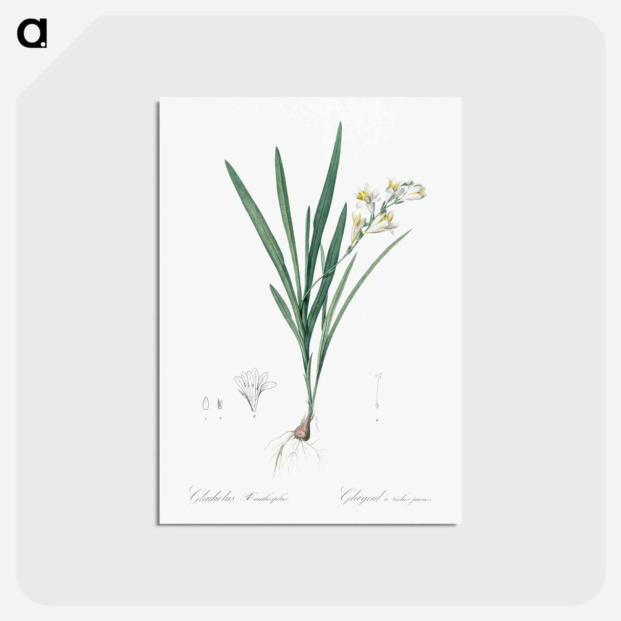 アートポストカード-Gladiolus Xanthospilus - ピエール ジョゼフ ルドゥーテ Postcard.