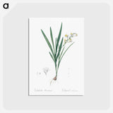 アートポストカード-Gladiolus Xanthospilus - ピエール ジョゼフ ルドゥーテ Postcard.