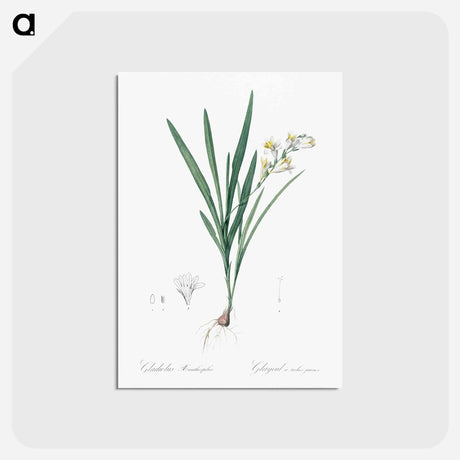 アートポストカード-Gladiolus Xanthospilus - ピエール ジョゼフ ルドゥーテ Postcard.