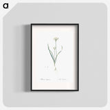 Three-cornered leek illustration - ピエール ジョゼフ ルドゥーテ Poster.