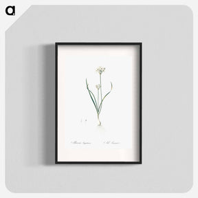 アートポスター-Three-cornered leek illustration - ピエール ジョゼフ ルドゥーテ Poster.