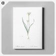 アートパネル-Three-cornered leek illustration - ピエール ジョゼフ ルドゥーテ Canvas.