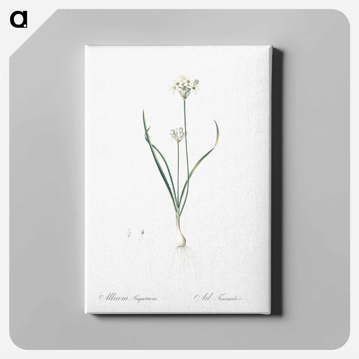 アートパネル-Three-cornered leek illustration - ピエール ジョゼフ ルドゥーテ Canvas.