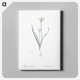 アートパネル-Three-cornered leek illustration - ピエール ジョゼフ ルドゥーテ Canvas.