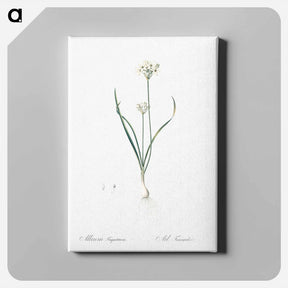 アートパネル-Three-cornered leek illustration - ピエール ジョゼフ ルドゥーテ Canvas.