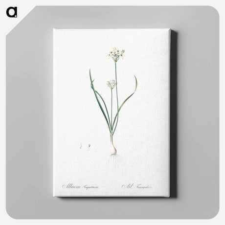 アートパネル-Three-cornered leek illustration - ピエール ジョゼフ ルドゥーテ Canvas.