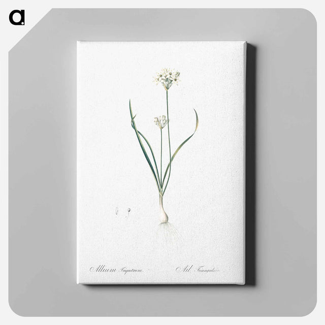アートパネル-Three-cornered leek illustration - ピエール ジョゼフ ルドゥーテ Canvas.
