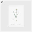 アートポストカード-Three-cornered leek illustration - ピエール ジョゼフ ルドゥーテ Postcard.