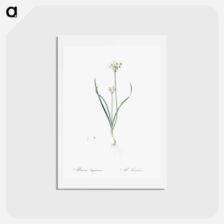 アートポストカード-Three-cornered leek illustration - ピエール ジョゼフ ルドゥーテ Postcard.