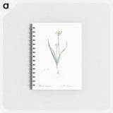 Three-cornered leek illustration - ピエール ジョゼフ ルドゥーテ Memo.