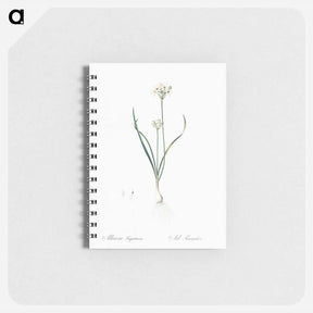 アートメモ帳-Three-cornered leek illustration - ピエール ジョゼフ ルドゥーテ Memo.