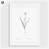 Three-cornered leek illustration - ピエール ジョゼフ ルドゥーテ Poster.