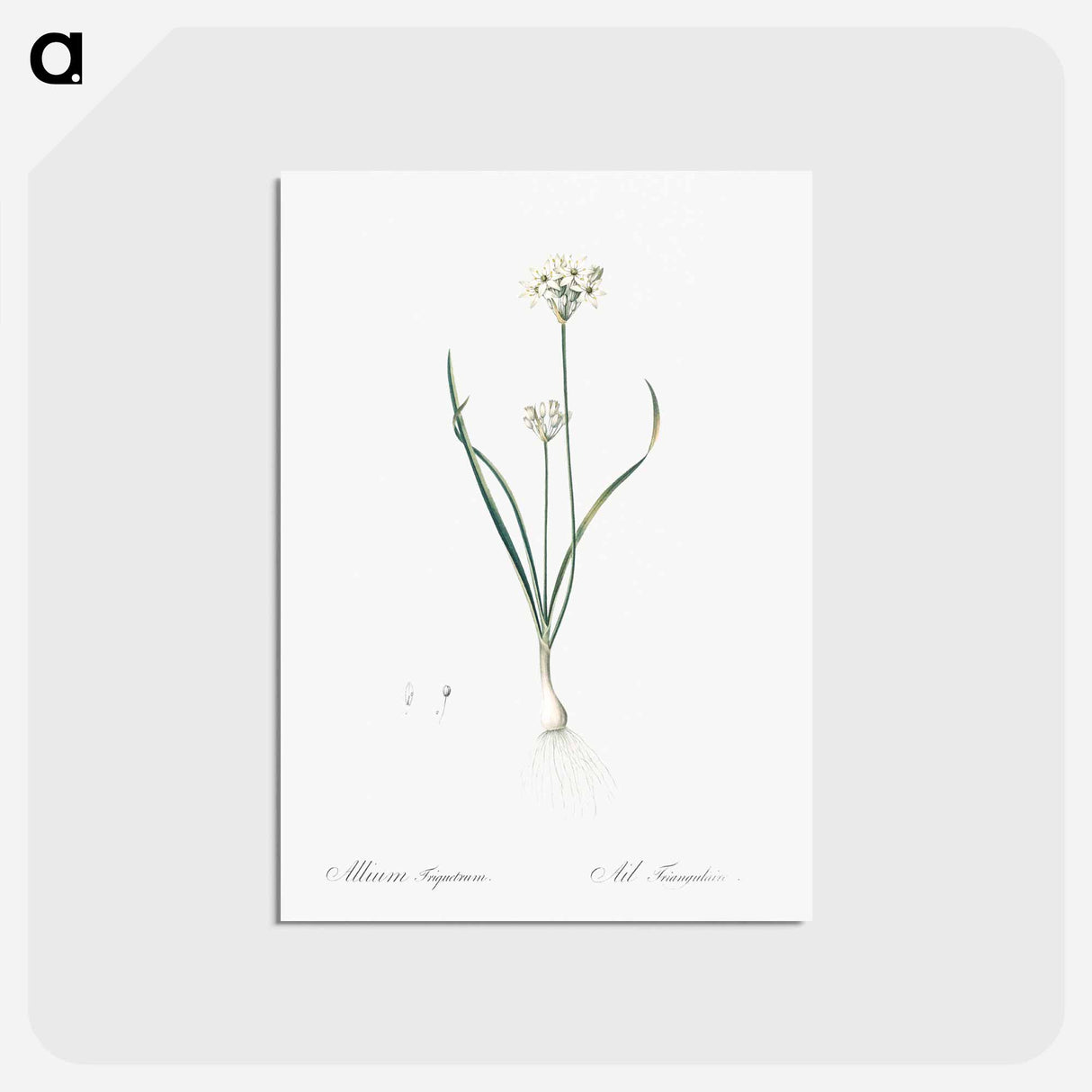 アートポストカード-Three-cornered leek illustration - ピエール ジョゼフ ルドゥーテ Postcard.
