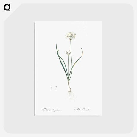 アートポストカード-Three-cornered leek illustration - ピエール ジョゼフ ルドゥーテ Postcard.
