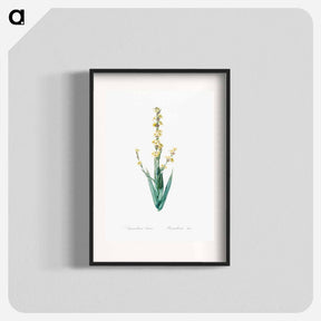 アートポスター-Pale yellow eyed grass illustration - ピエール ジョゼフ ルドゥーテ Poster.