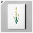 アートパネル-Pale yellow eyed grass illustration - ピエール ジョゼフ ルドゥーテ Canvas.