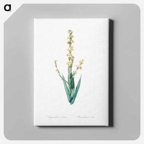 アートパネル-Pale yellow eyed grass illustration - ピエール ジョゼフ ルドゥーテ Canvas.