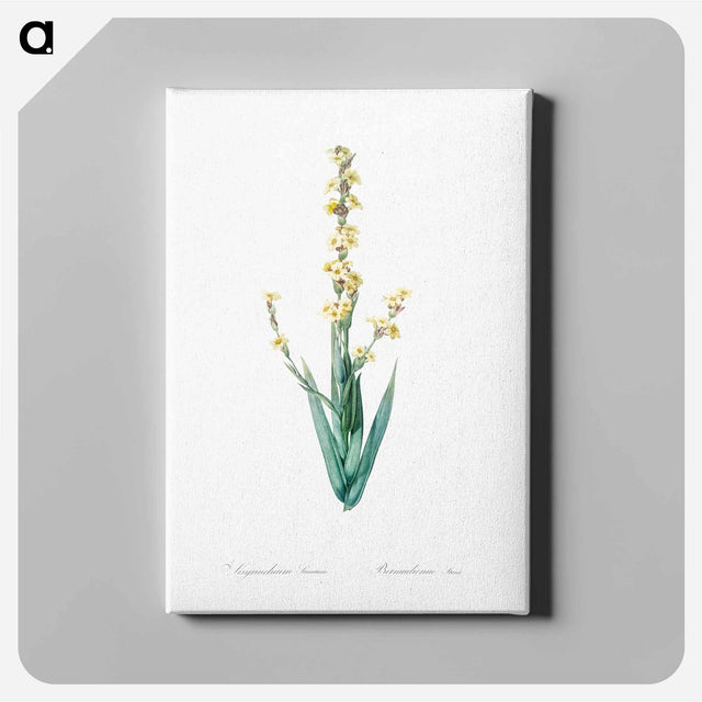 アートパネル-Pale yellow eyed grass illustration - ピエール ジョゼフ ルドゥーテ Canvas.