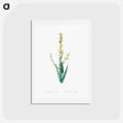 アートポストカード-Pale yellow eyed grass illustration - ピエール ジョゼフ ルドゥーテ Postcard.