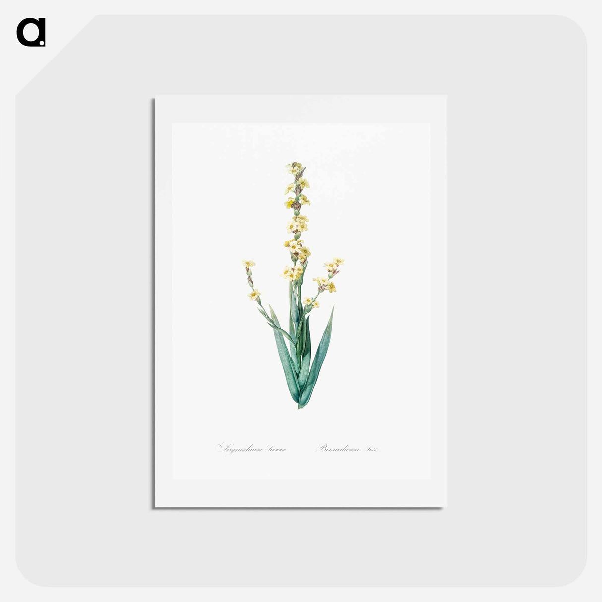 アートポストカード-Pale yellow eyed grass illustration - ピエール ジョゼフ ルドゥーテ Postcard.