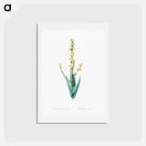 アートポストカード-Pale yellow eyed grass illustration - ピエール ジョゼフ ルドゥーテ Postcard.