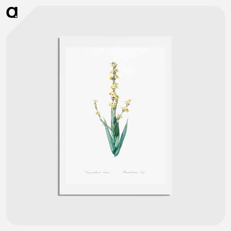 アートポストカード-Pale yellow eyed grass illustration - ピエール ジョゼフ ルドゥーテ Postcard.