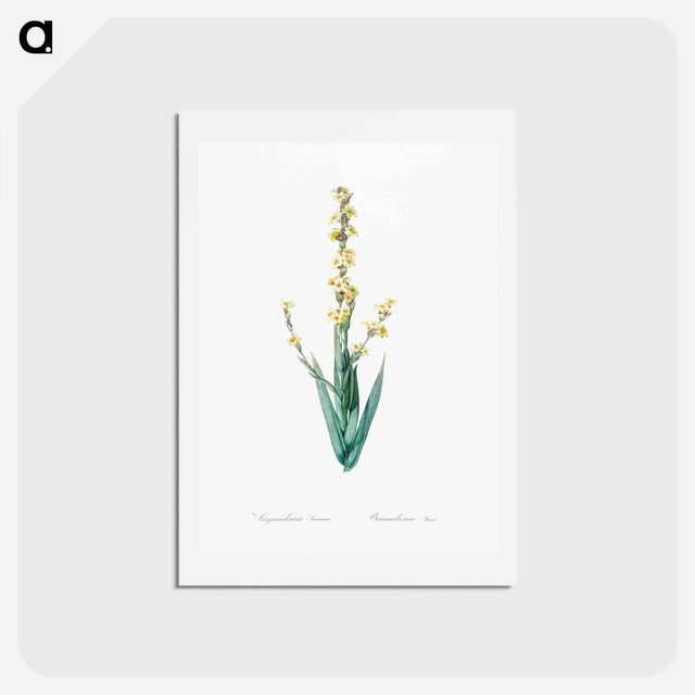 アートポストカード-Pale yellow eyed grass illustration - ピエール ジョゼフ ルドゥーテ Postcard.