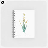 Pale yellow eyed grass illustration - ピエール ジョゼフ ルドゥーテ Memo.