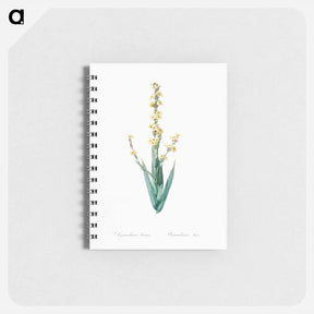アートメモ帳-Pale yellow eyed grass illustration - ピエール ジョゼフ ルドゥーテ Memo.