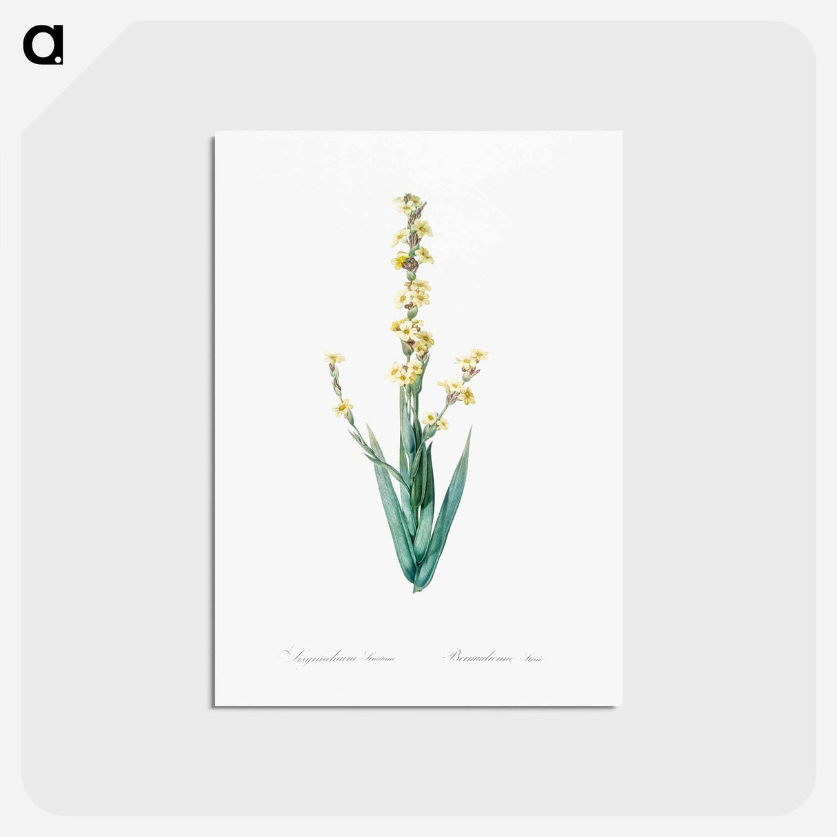 アートポストカード-Pale yellow eyed grass illustration - ピエール ジョゼフ ルドゥーテ Postcard.