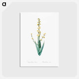 アートポストカード-Pale yellow eyed grass illustration - ピエール ジョゼフ ルドゥーテ Postcard.