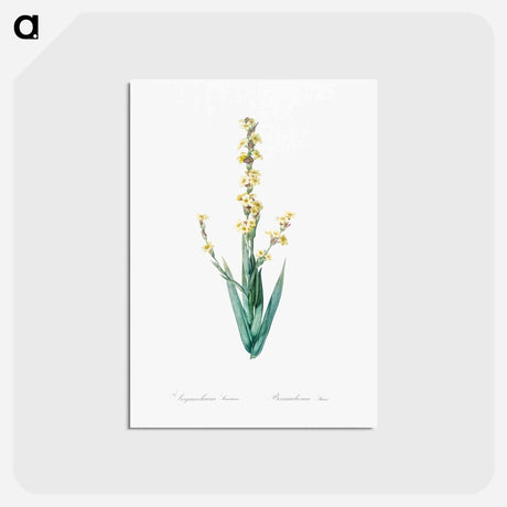 アートポストカード-Pale yellow eyed grass illustration - ピエール ジョゼフ ルドゥーテ Postcard.