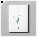 アートパネル-Corn lily illustration - ピエール ジョゼフ ルドゥーテ Canvas.