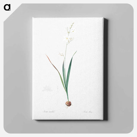 アートパネル-Corn lily illustration - ピエール ジョゼフ ルドゥーテ Canvas.
